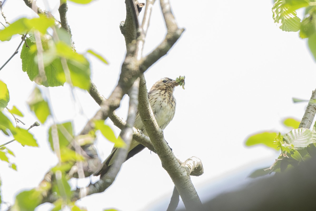 Ağaç İncirkuşu - ML644515660