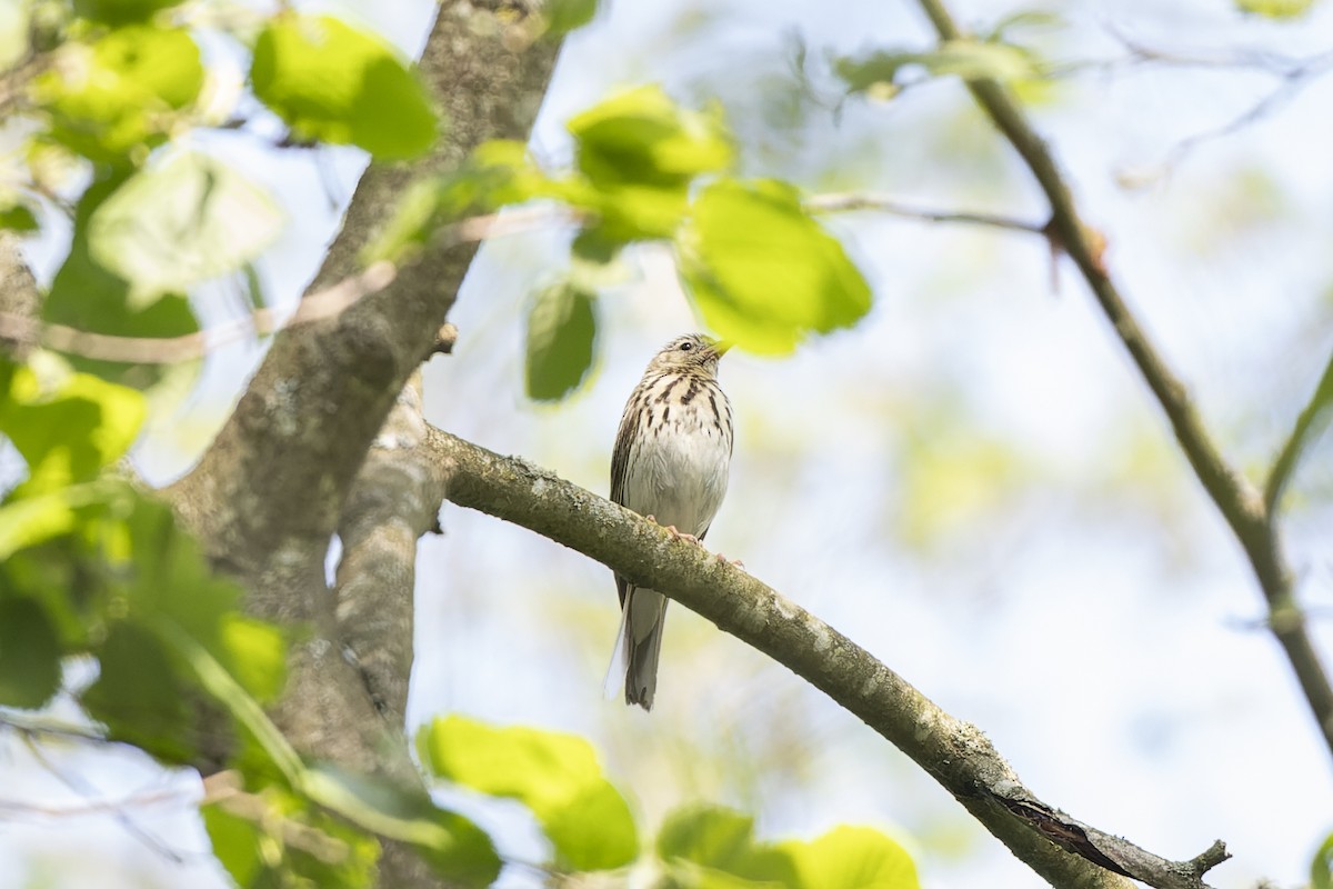 Ağaç İncirkuşu - ML644515661