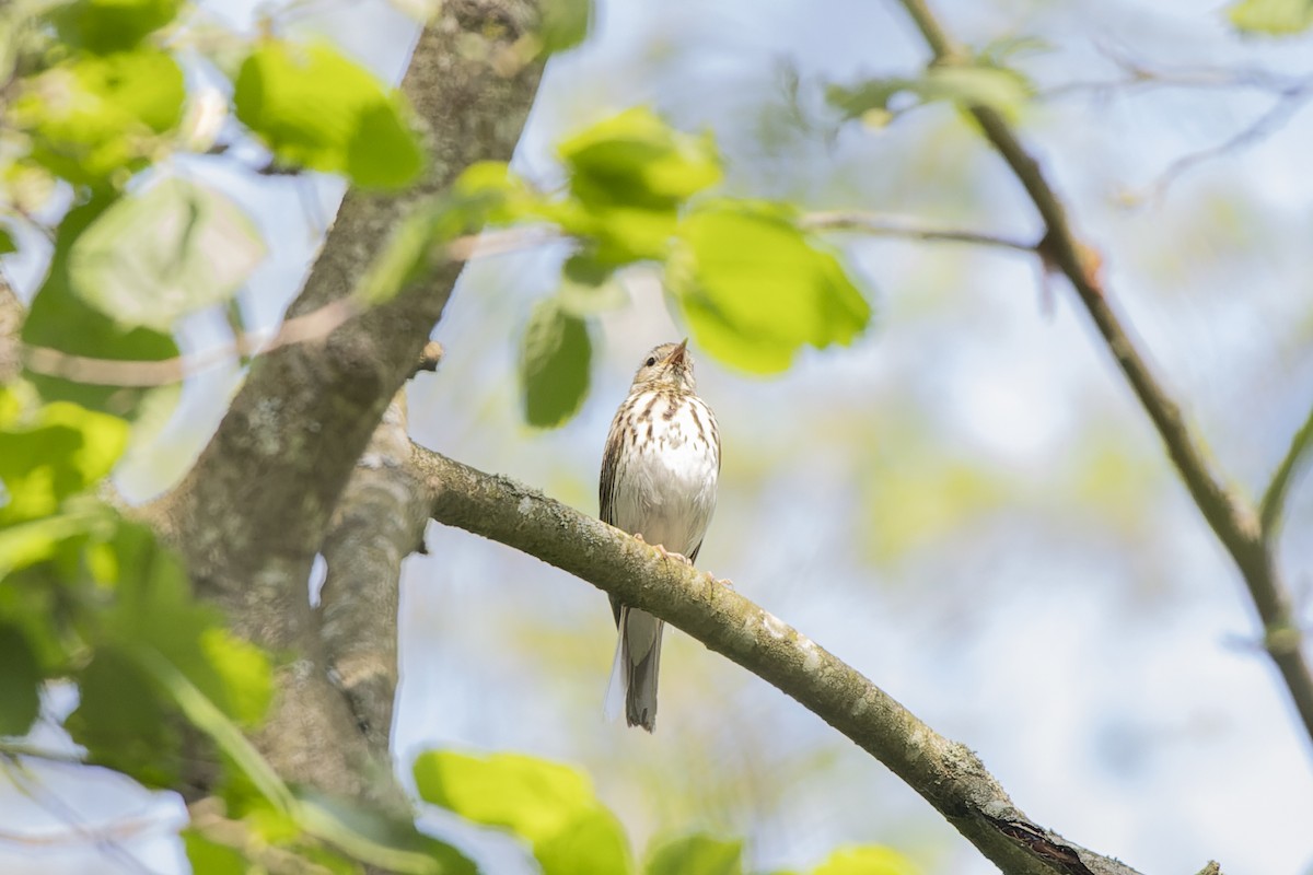 Ağaç İncirkuşu - ML644515662