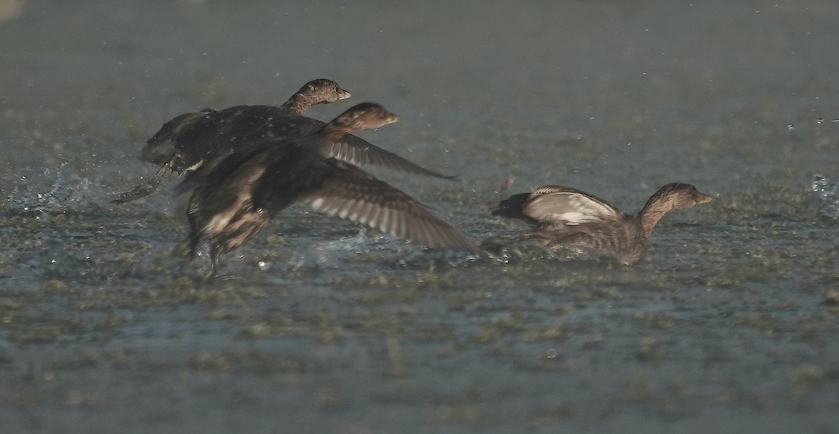 Пестроклювая поганка - ML644515667
