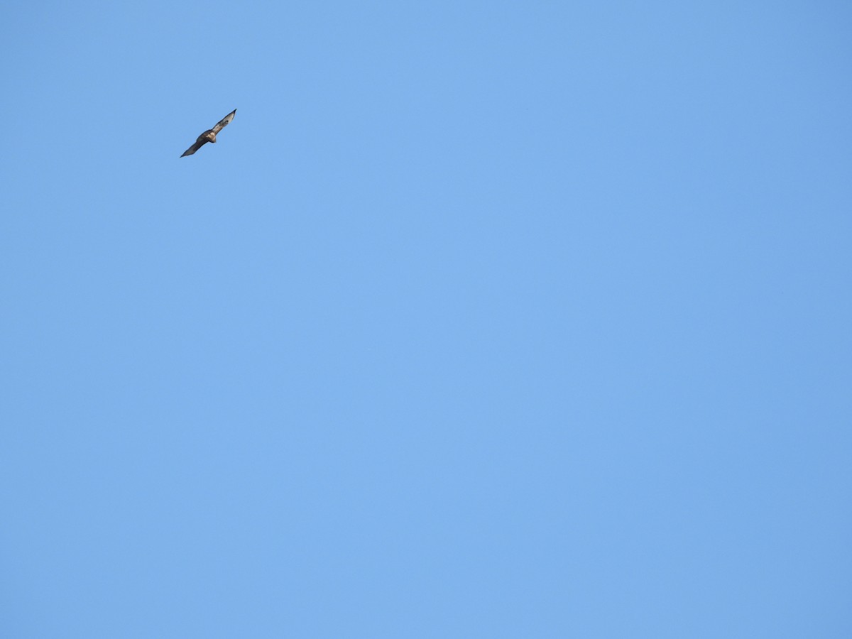 Common Buzzard - ML644515674