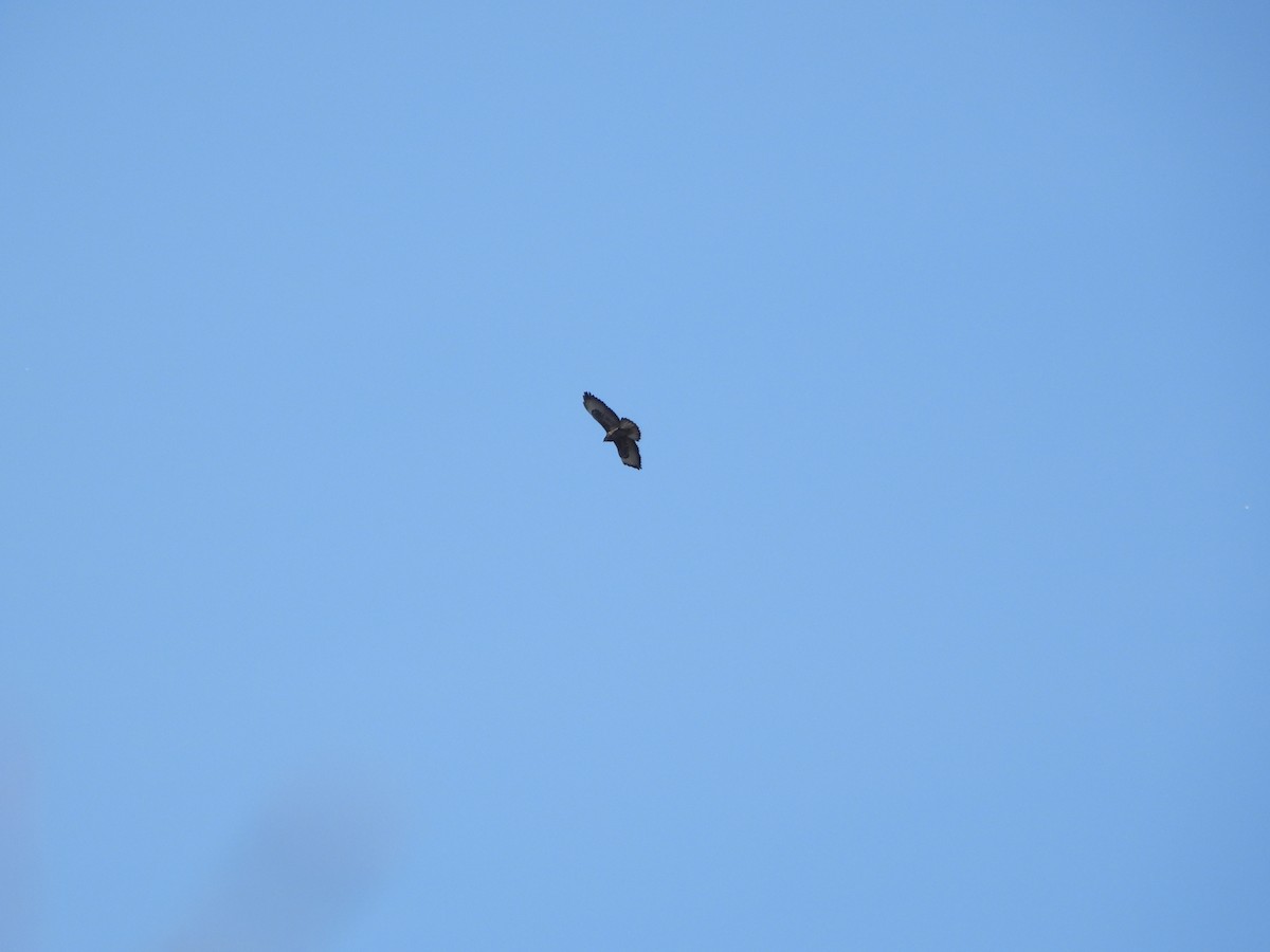 Common Buzzard - ML644515675