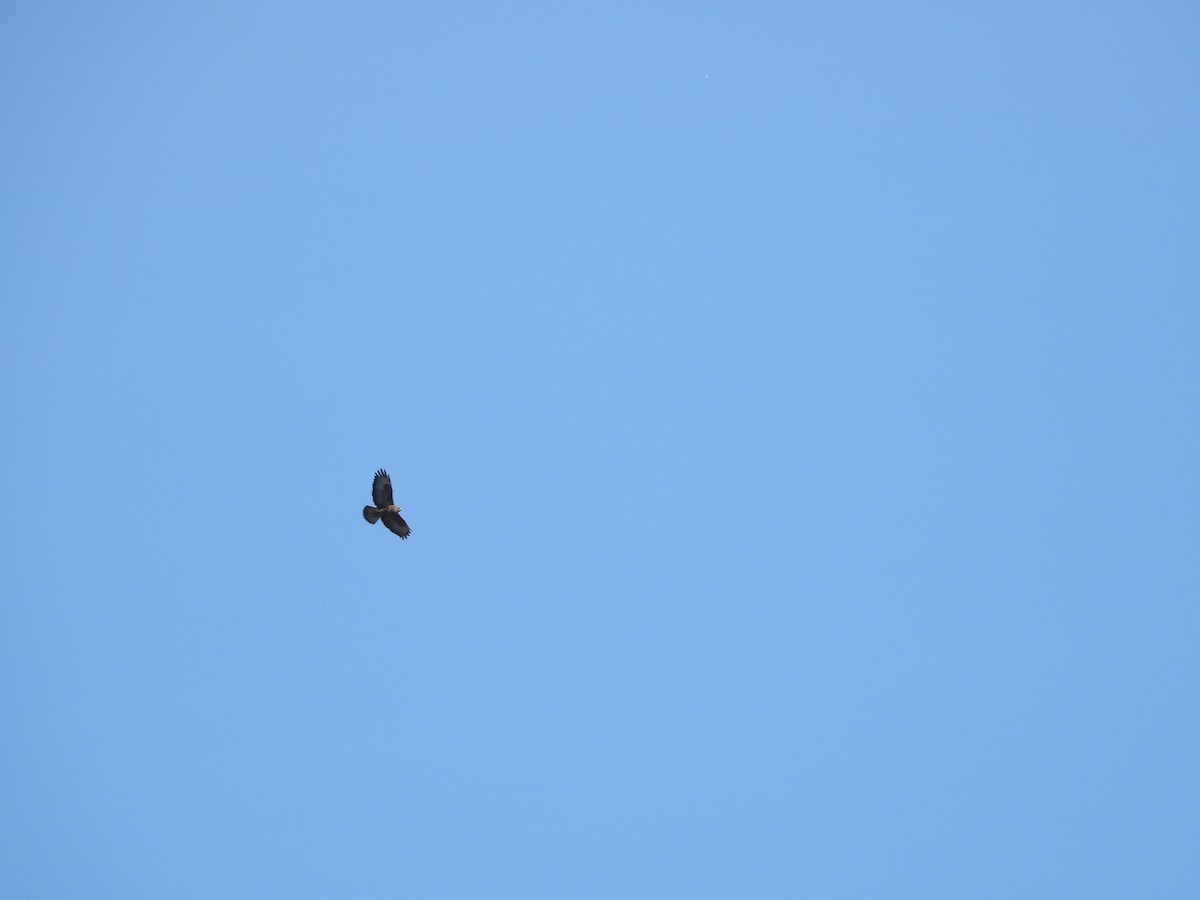 Common Buzzard - ML644515676