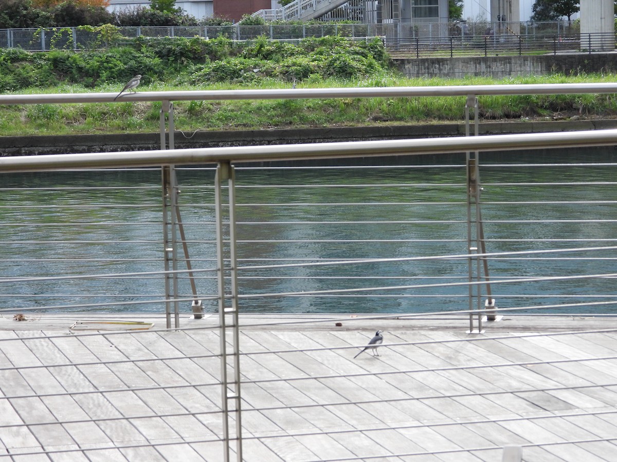 Ak Kuyruksallayan - ML644515679