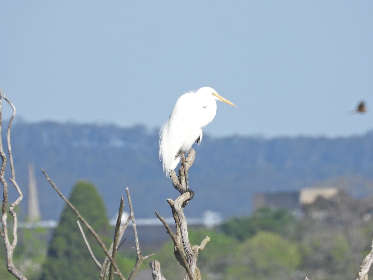 Great Egret (modesta) - ML644515681