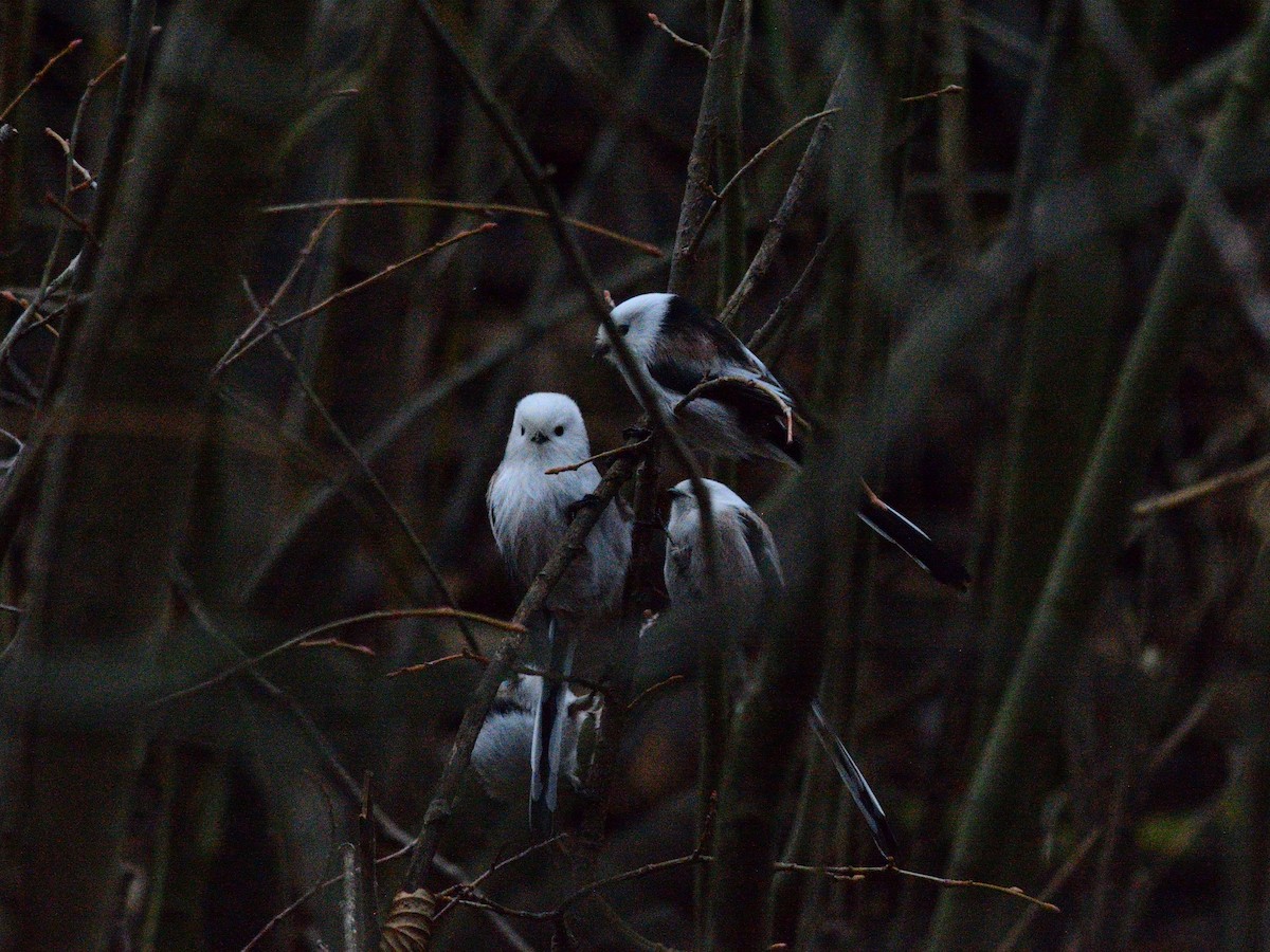 Uzun Kuyruklu Baştankara (caudatus) - ML644515683