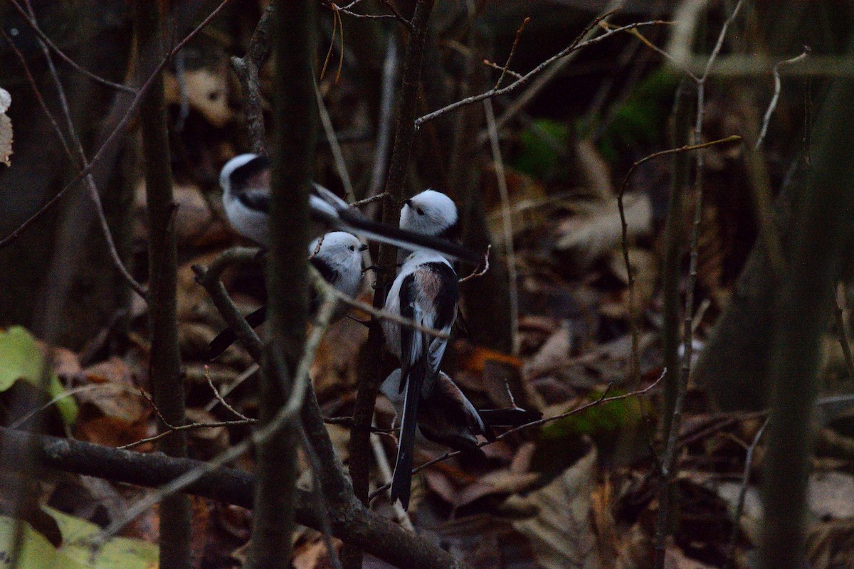 Uzun Kuyruklu Baştankara (caudatus) - ML644515684