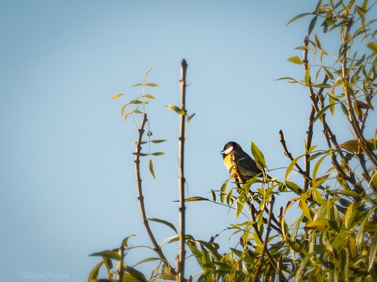 Büyük Baştankara - ML644515685