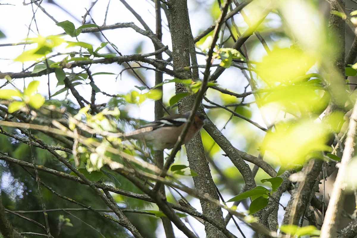 İspinoz - ML644515686