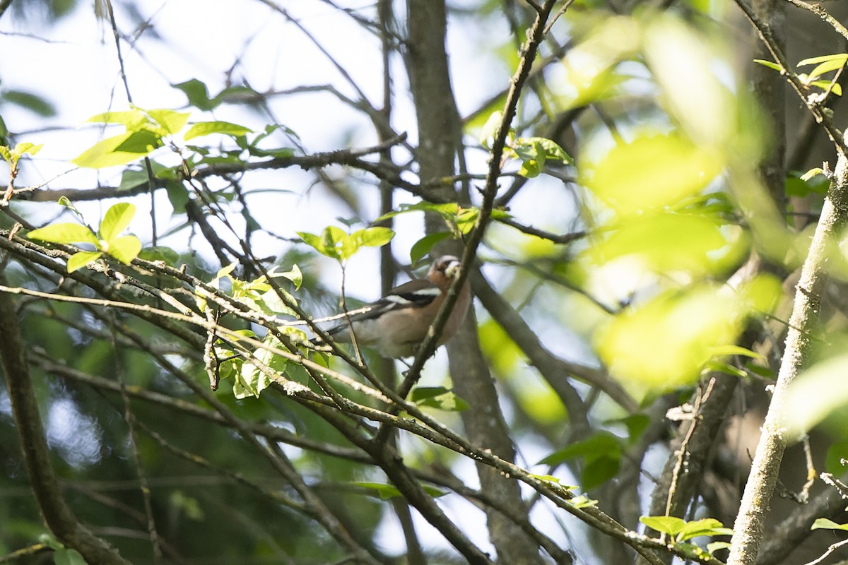 İspinoz - ML644515687