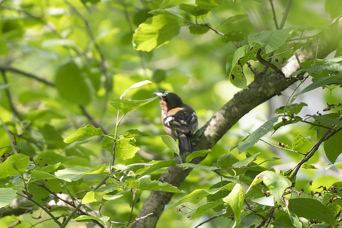 İspinoz - ML644515688