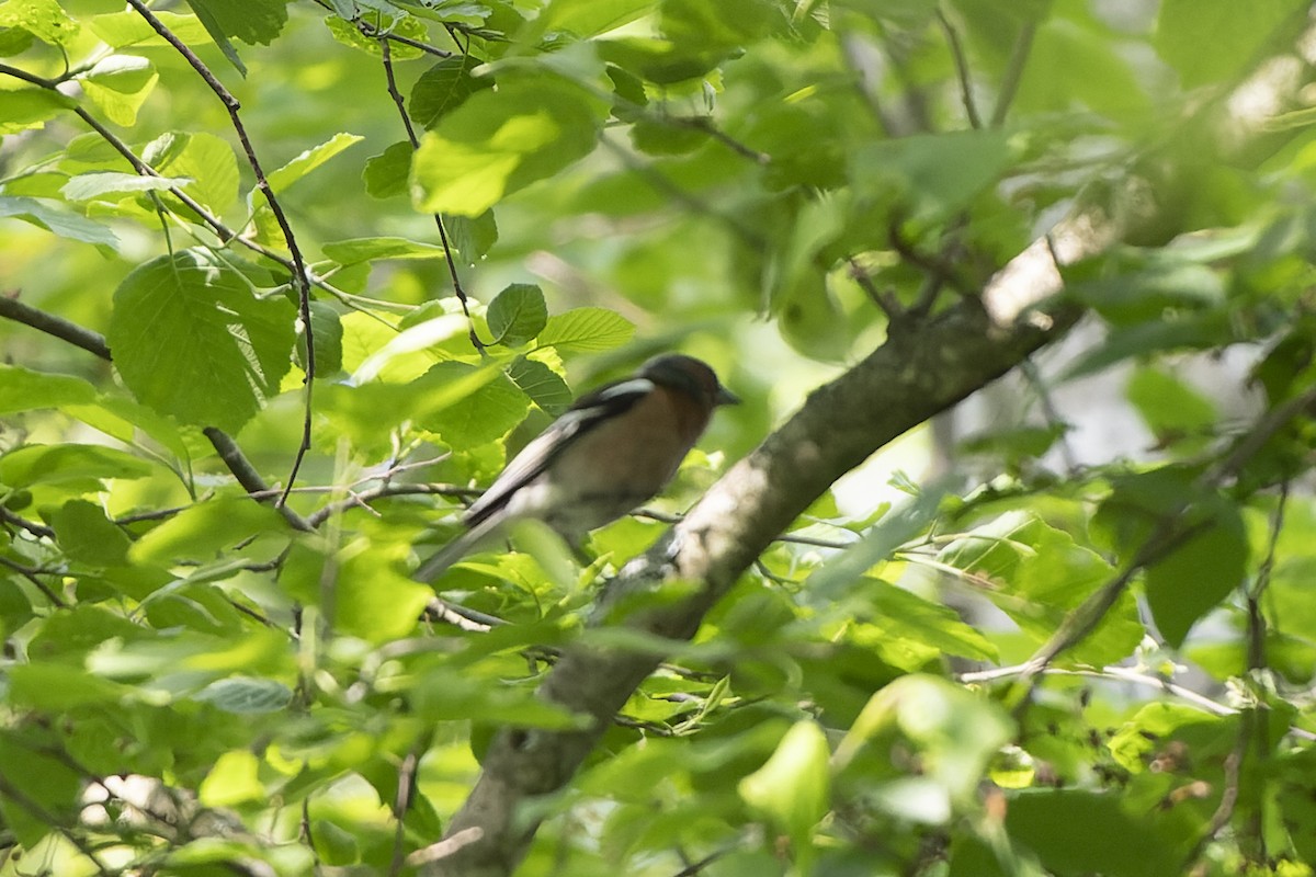 İspinoz - ML644515689