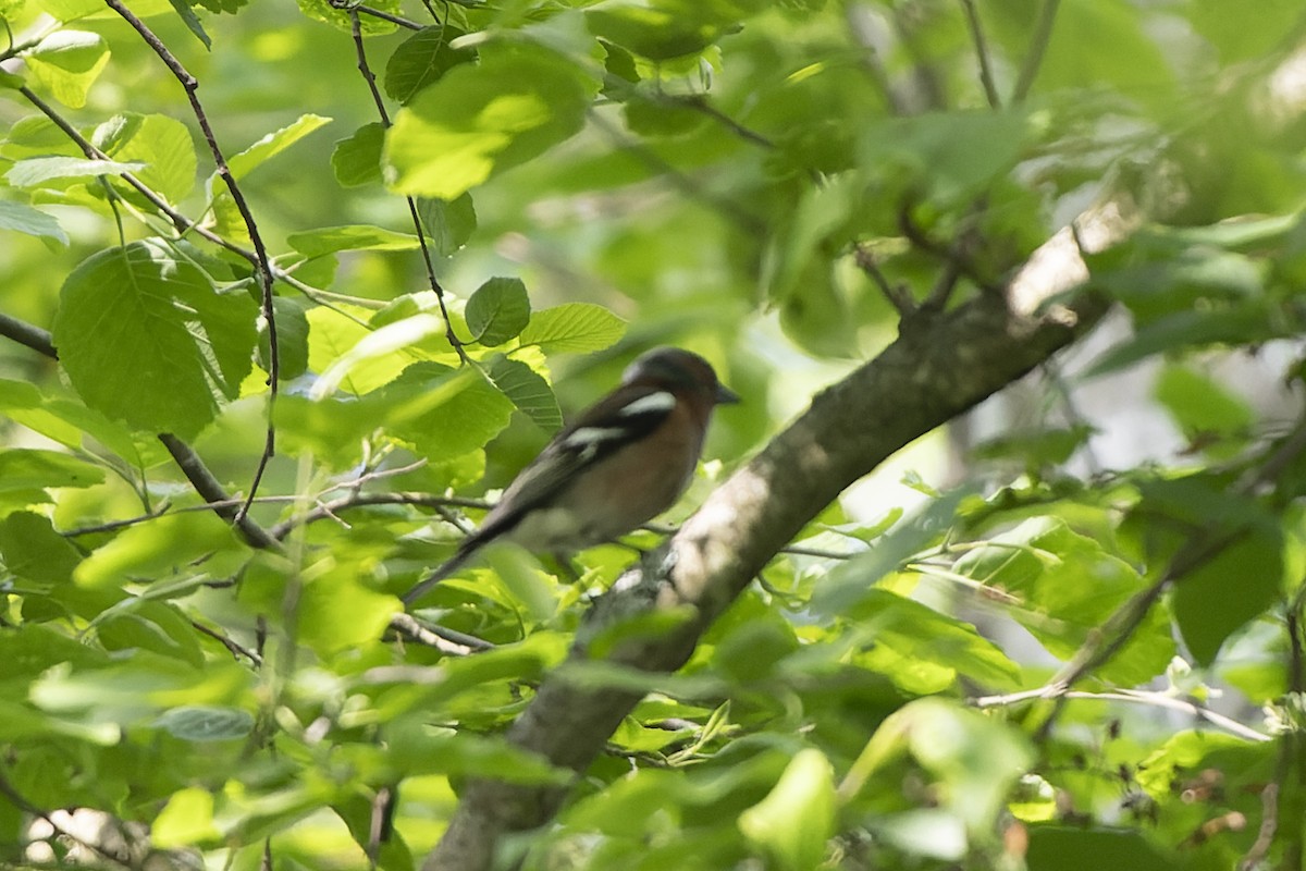 İspinoz - ML644515690