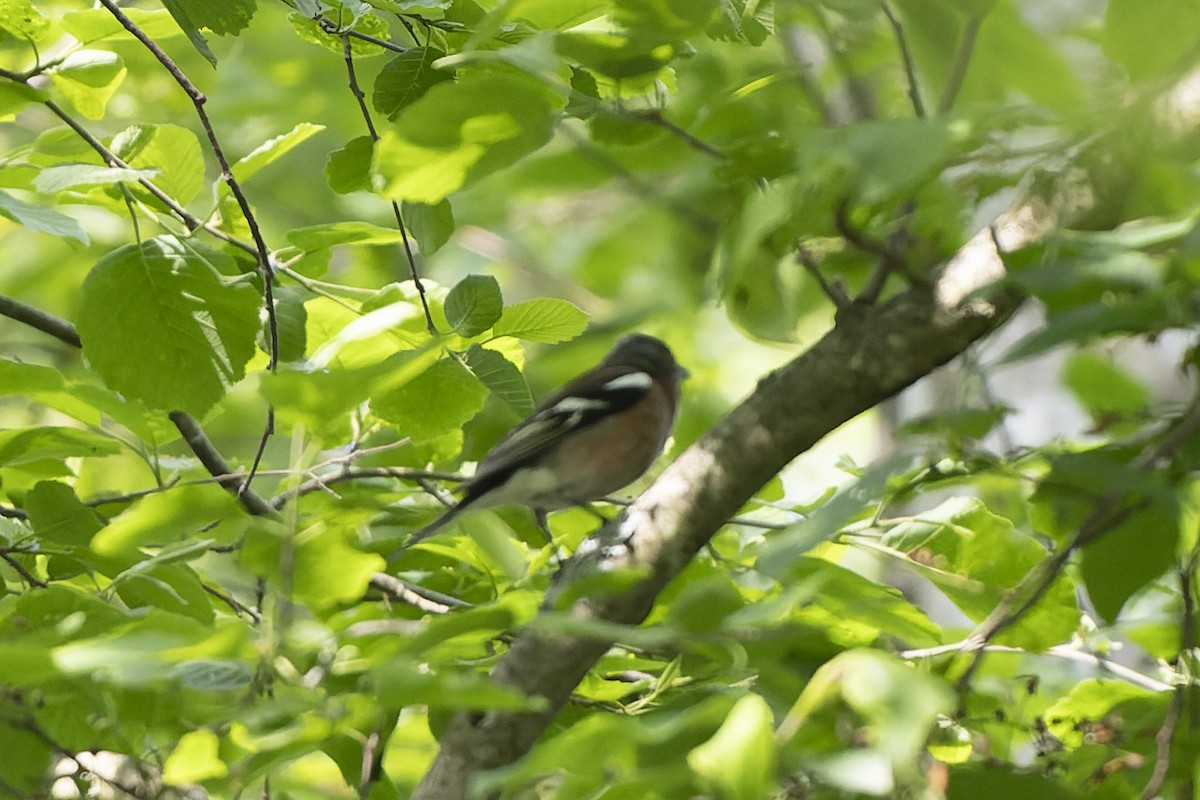 İspinoz - ML644515691