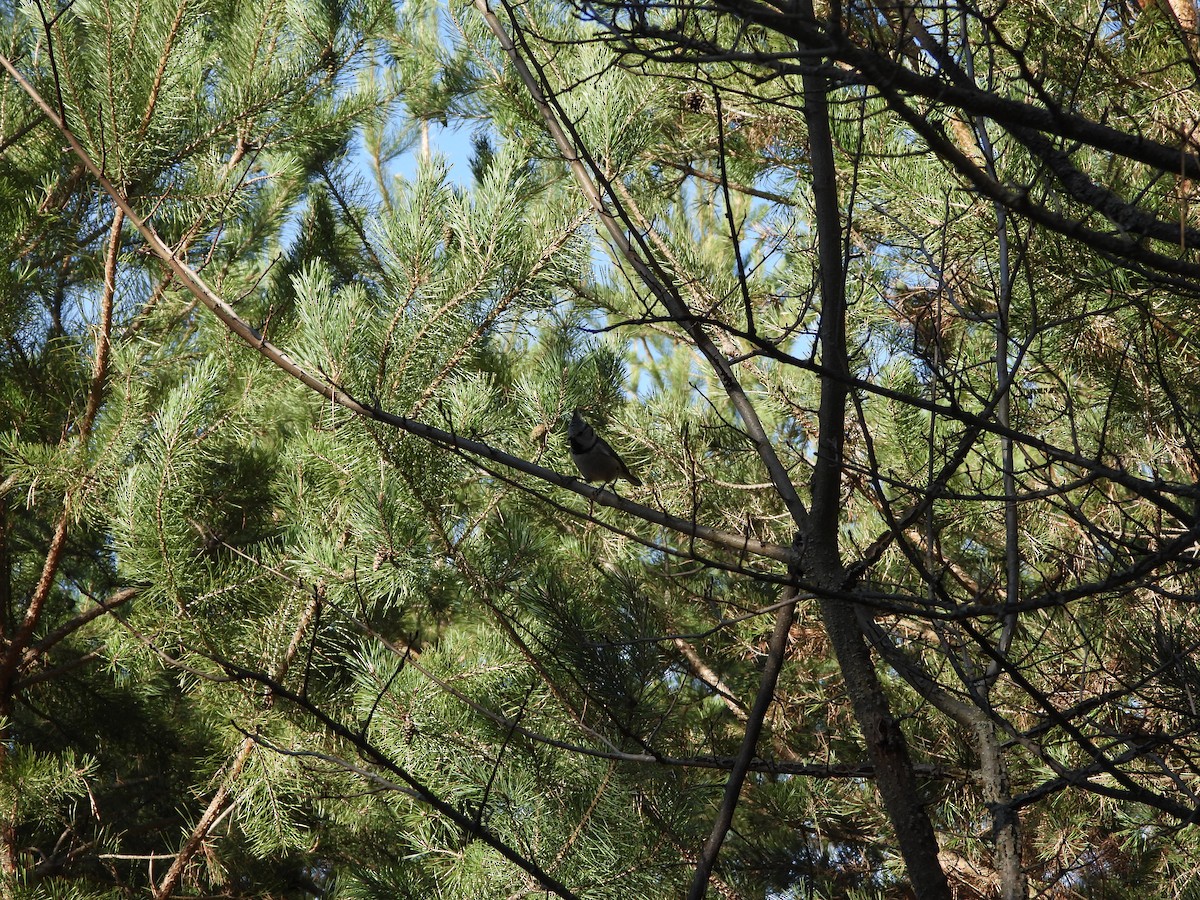 Crested Tit - ML644515692