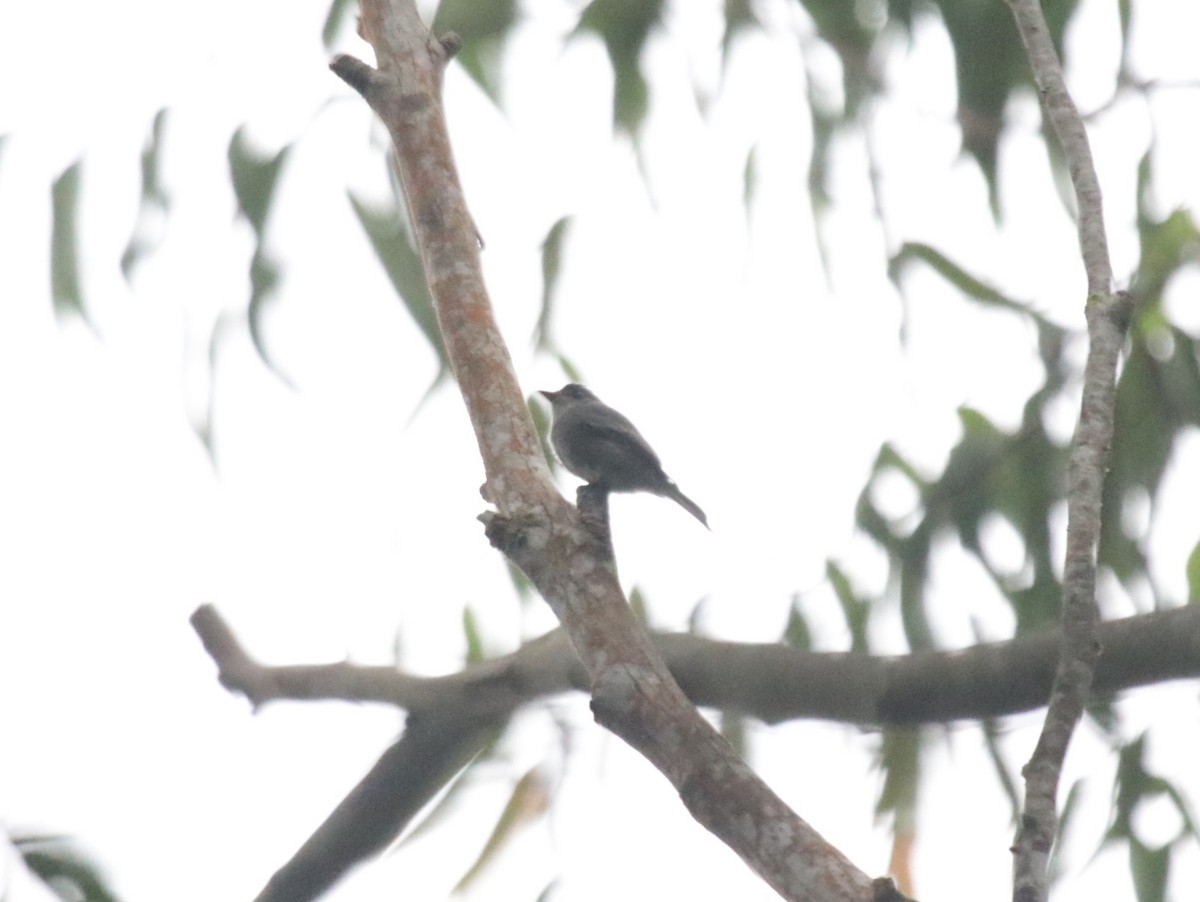 Güneyli Tropikal Pivi - ML644515693