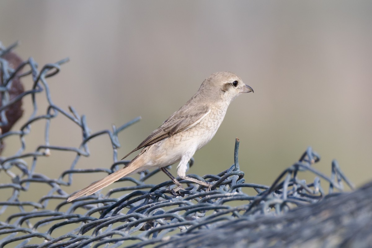 Moğolistan Örümcekkuşu (isabellinus) - ML644515694