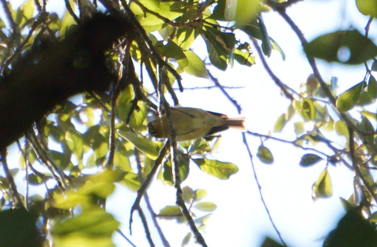 rubinfuglekonge - ML644515695