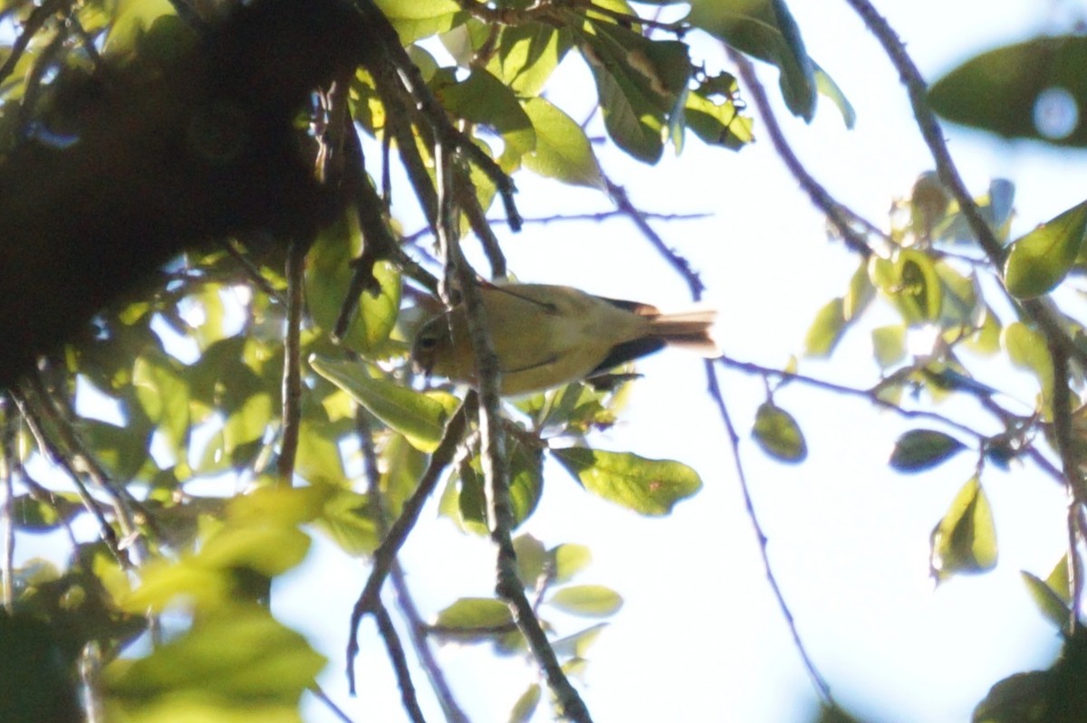 rubinfuglekonge - ML644515696