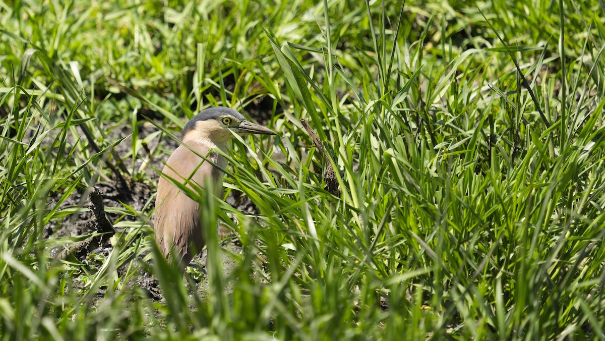 Nankeen Night Heron - ML644515697