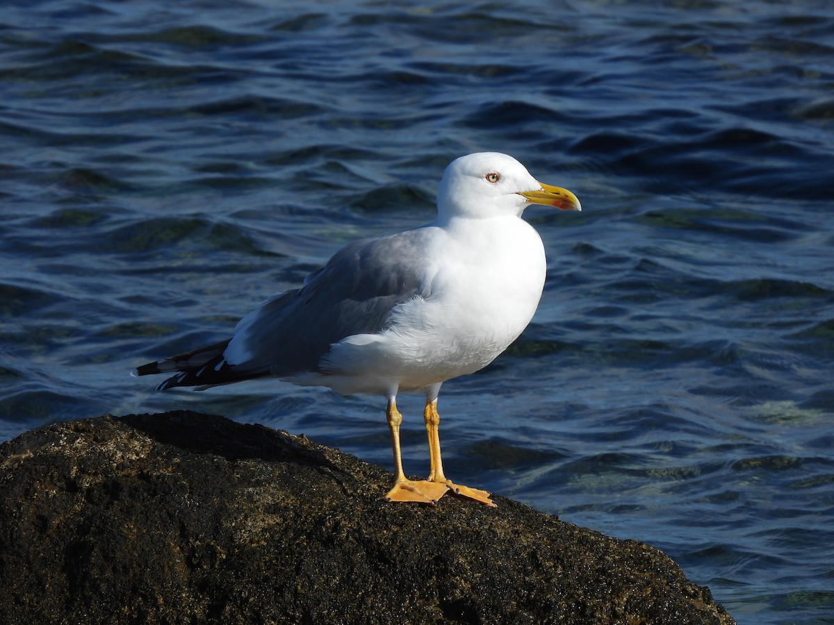 Gabbiano reale - ML644515706