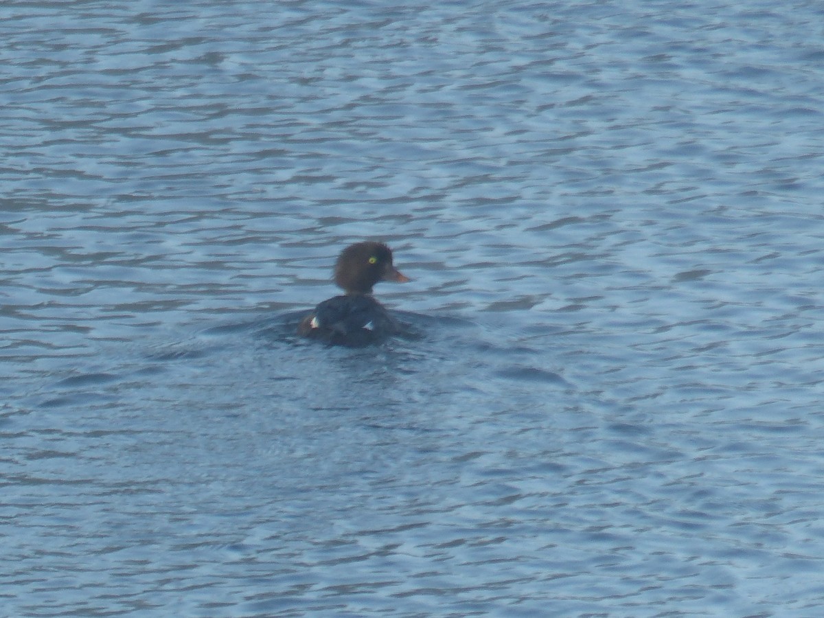 Barrow's Goldeneye - ML644515710