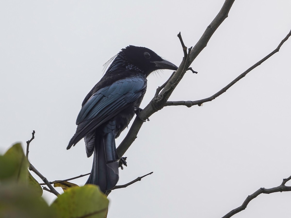 Hair-crested Drongo - ML644515715