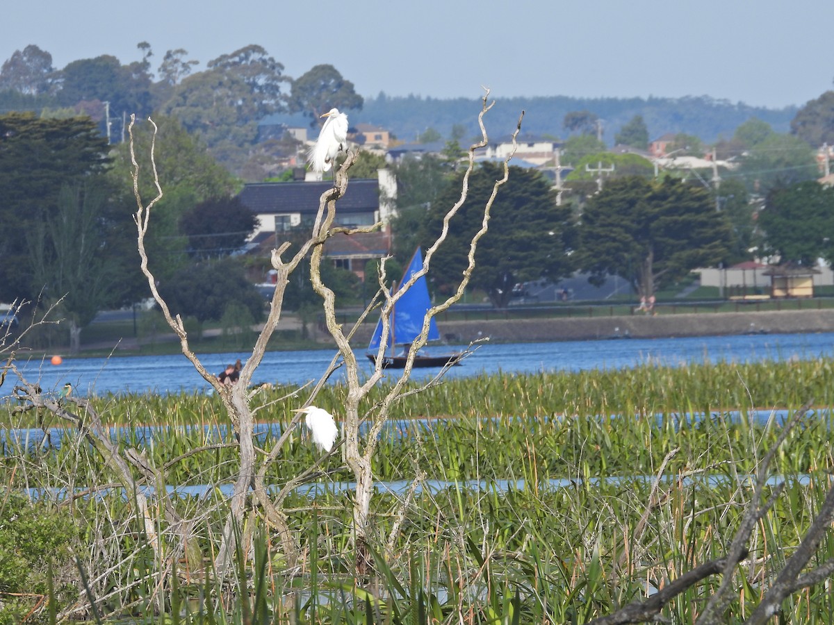 Great Egret (modesta) - ML644515716