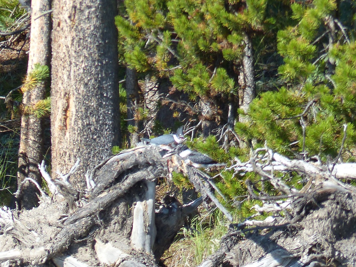 Belted Kingfisher - ML644515717
