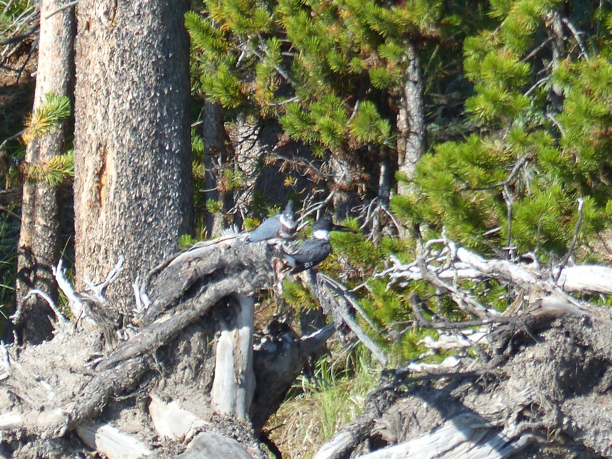 Belted Kingfisher - ML644515718