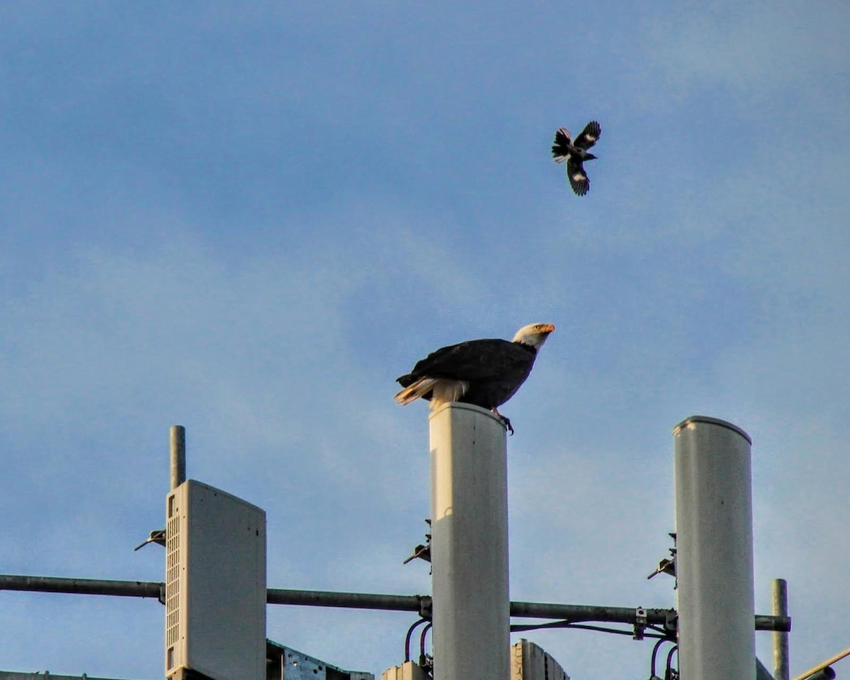 Bald Eagle - ML644515719