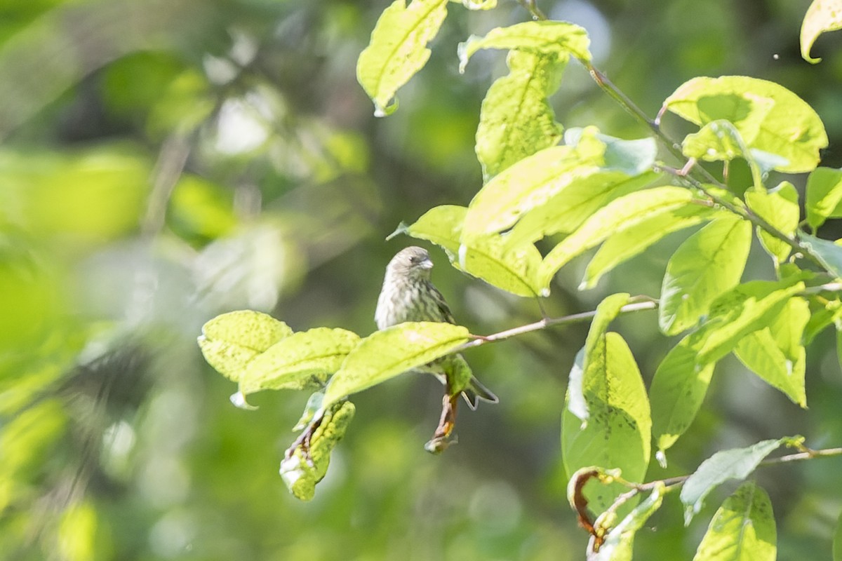 Lucherino - ML644515723