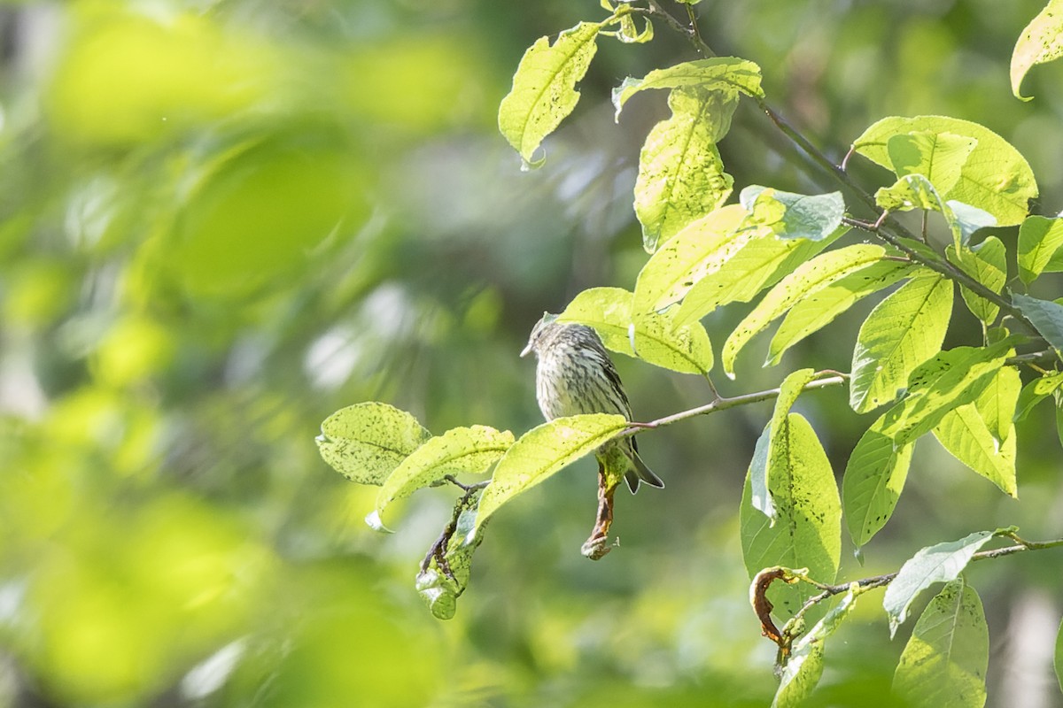 Lucherino - ML644515724