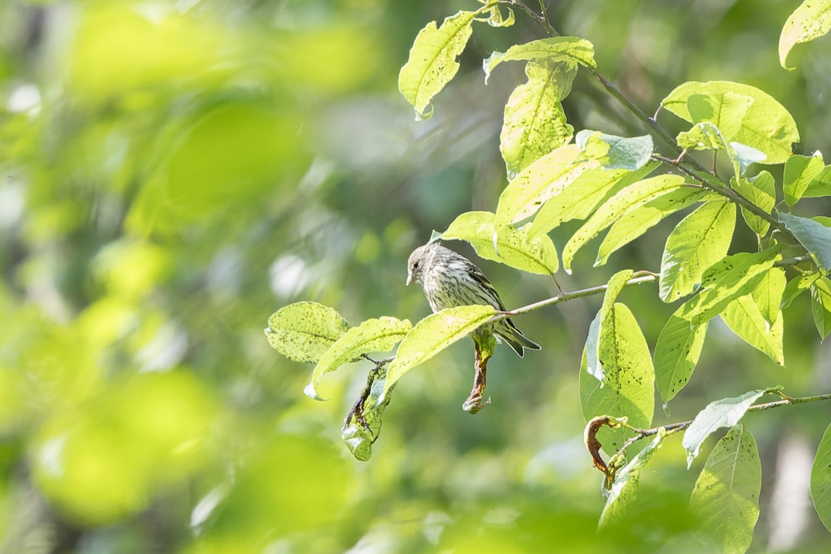 Lucherino - ML644515725