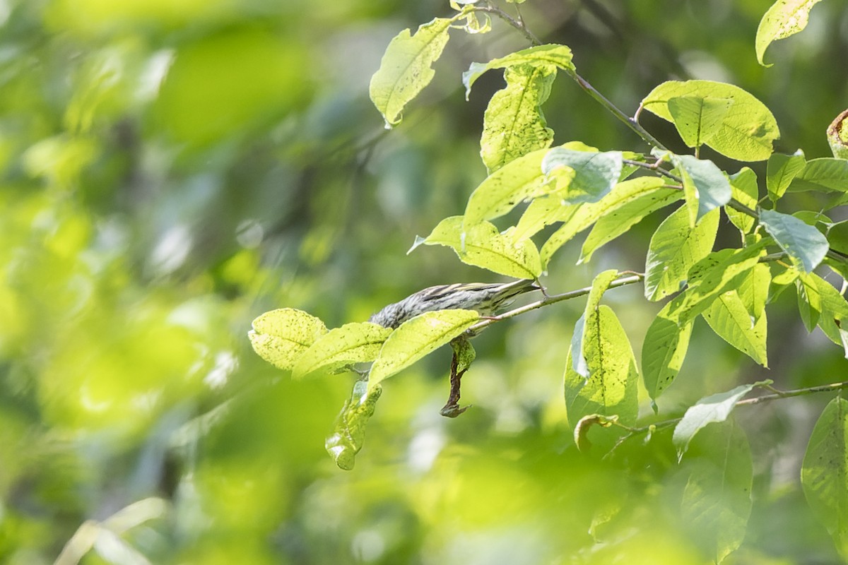 Lucherino - ML644515726