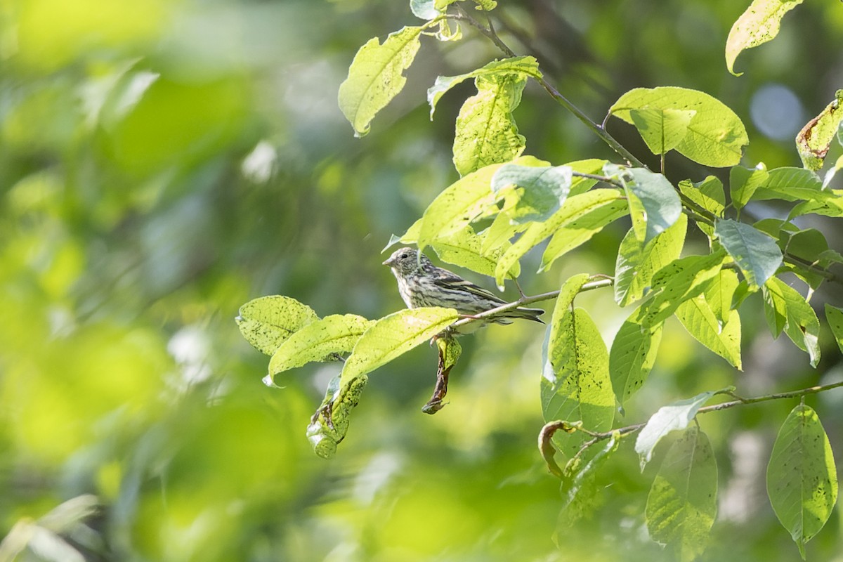 Lucherino - ML644515727