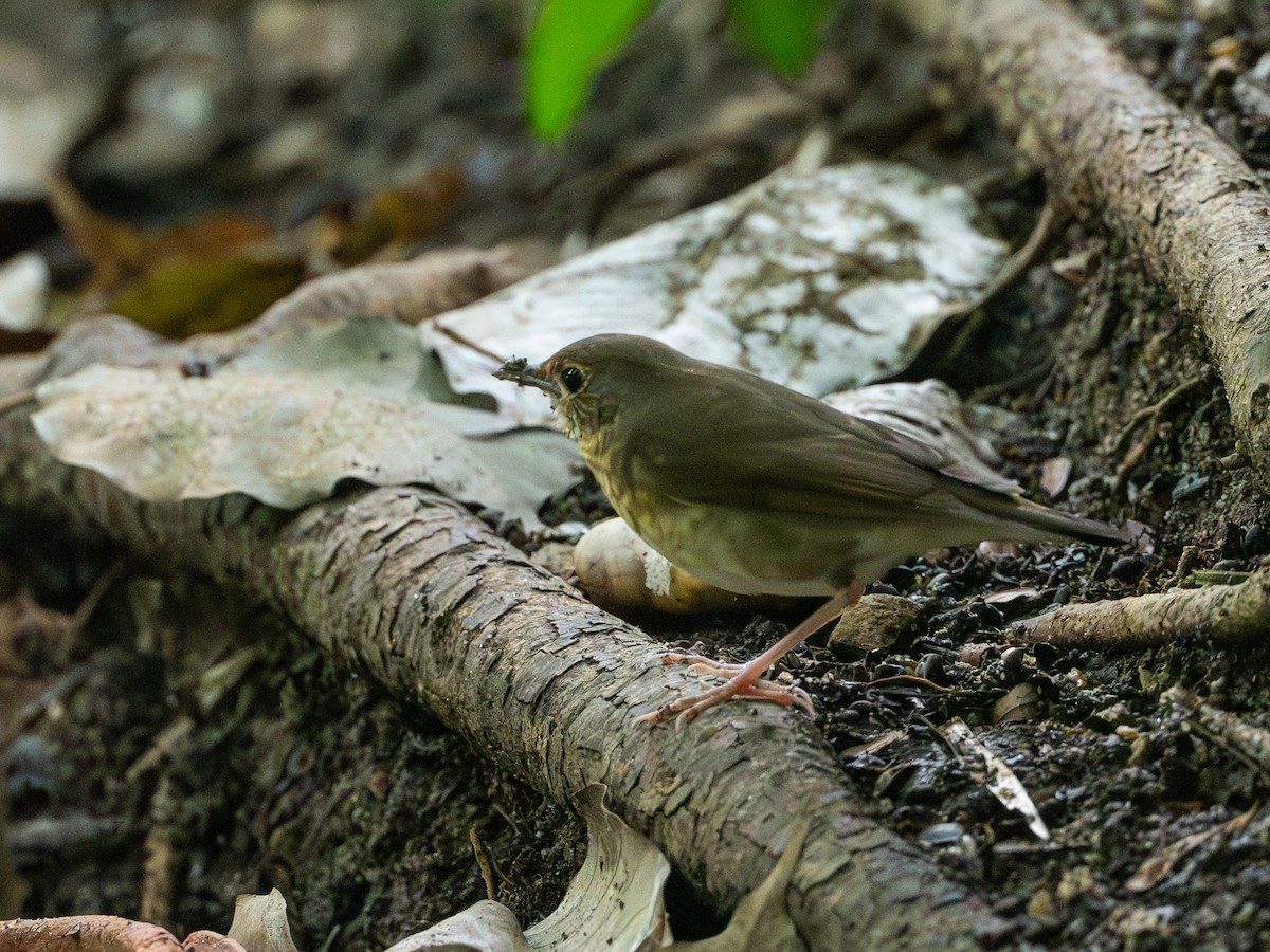 Siberian Blue Robin - ML644515728