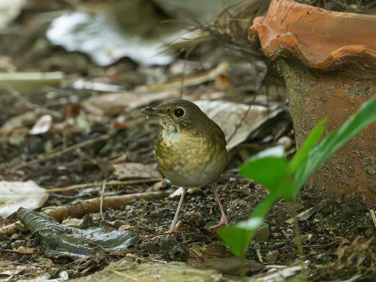 Siberian Blue Robin - ML644515729
