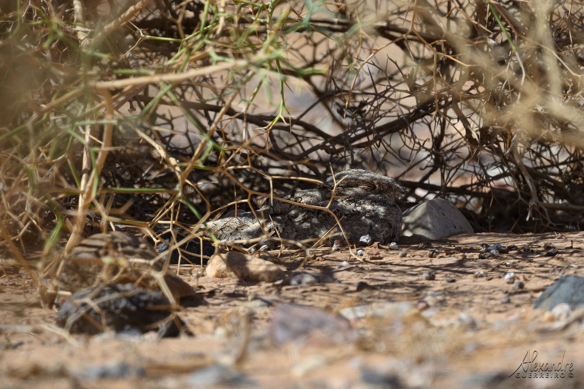 Succiacapre isabellino - ML644515732