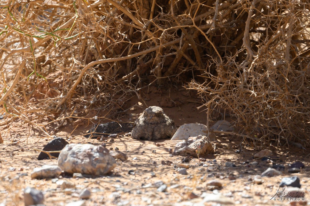 Succiacapre isabellino - ML644515733