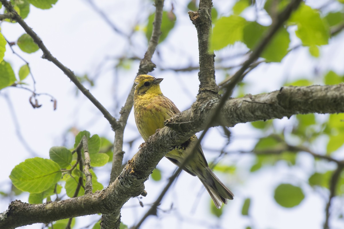 Zigolo giallo - ML644515734