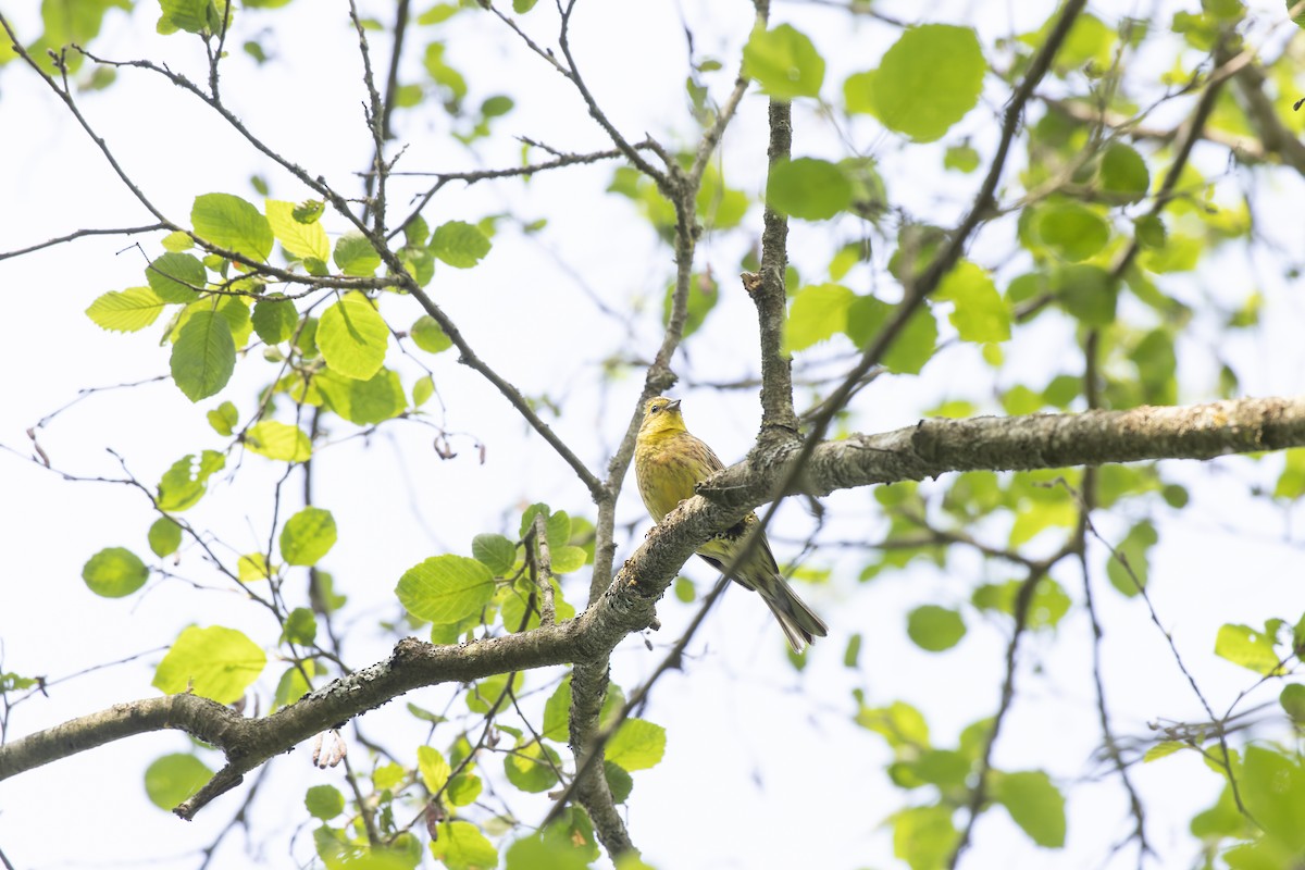 Zigolo giallo - ML644515735