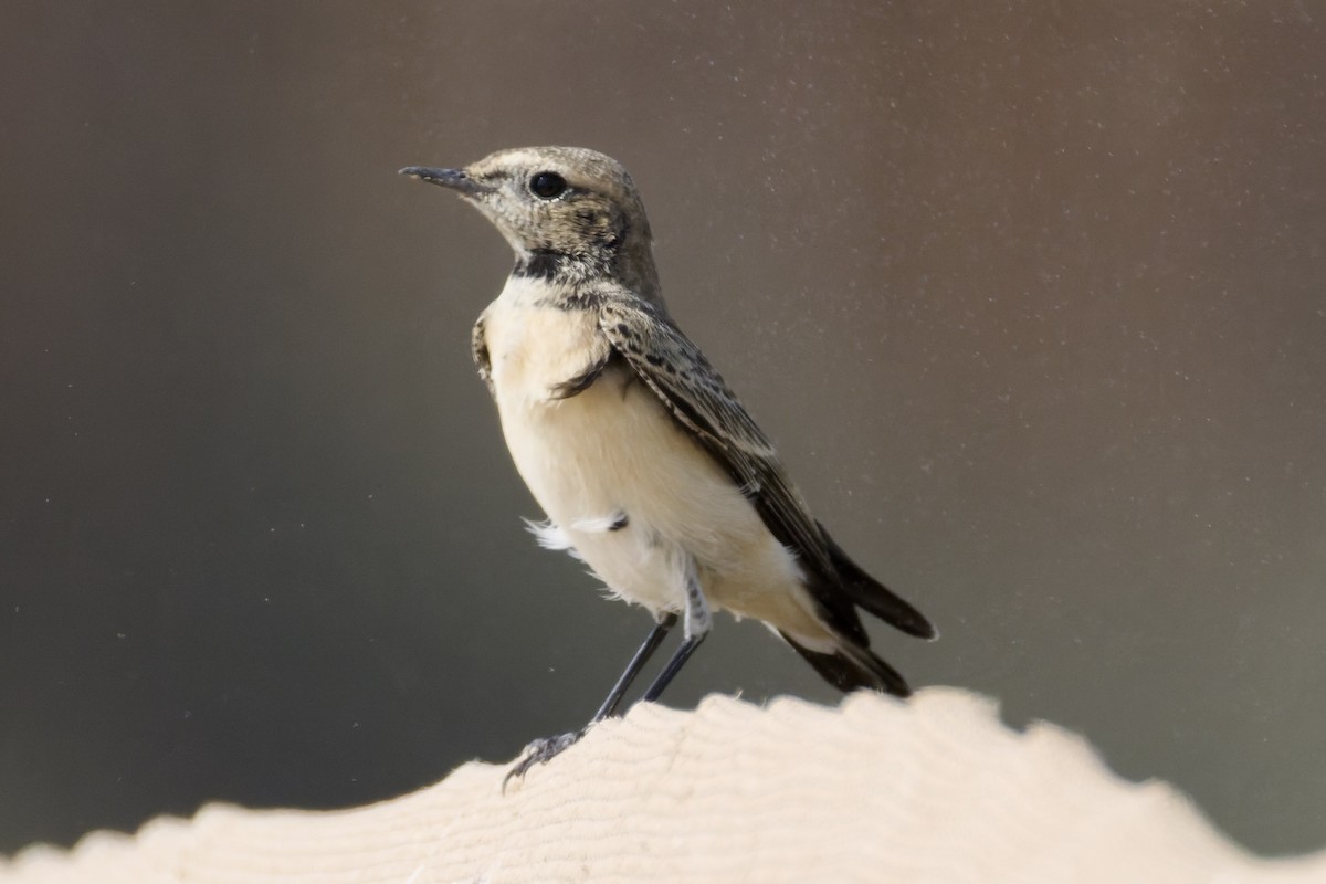 Monachella dorsonero - ML644515736