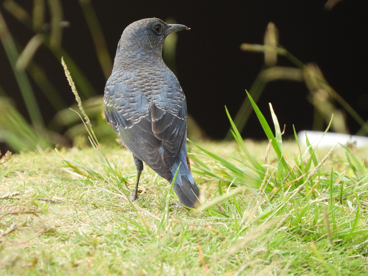 Passero solitario - ML644515737