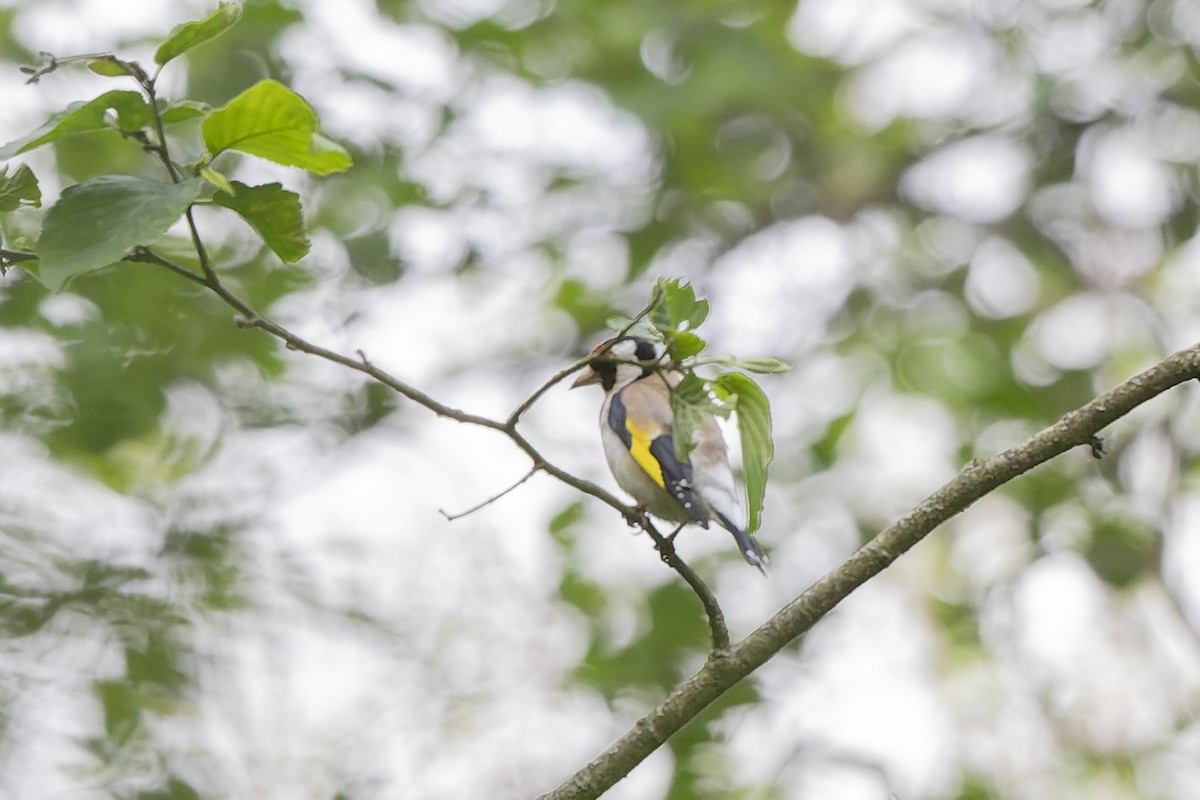 Cardellino - ML644515738