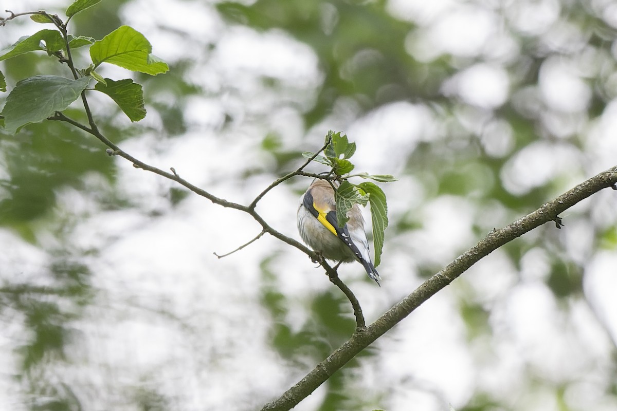 Cardellino - ML644515739