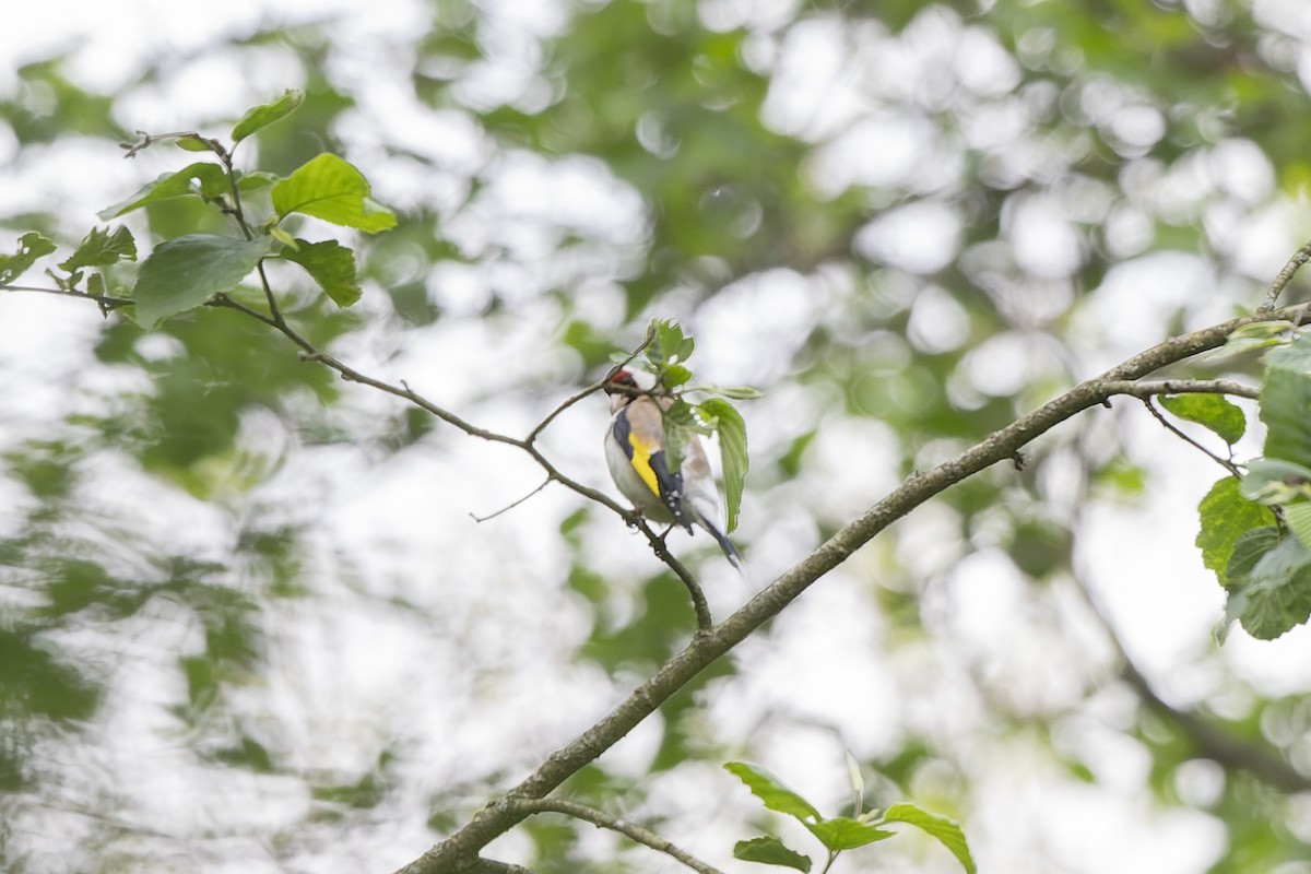 Cardellino - ML644515740