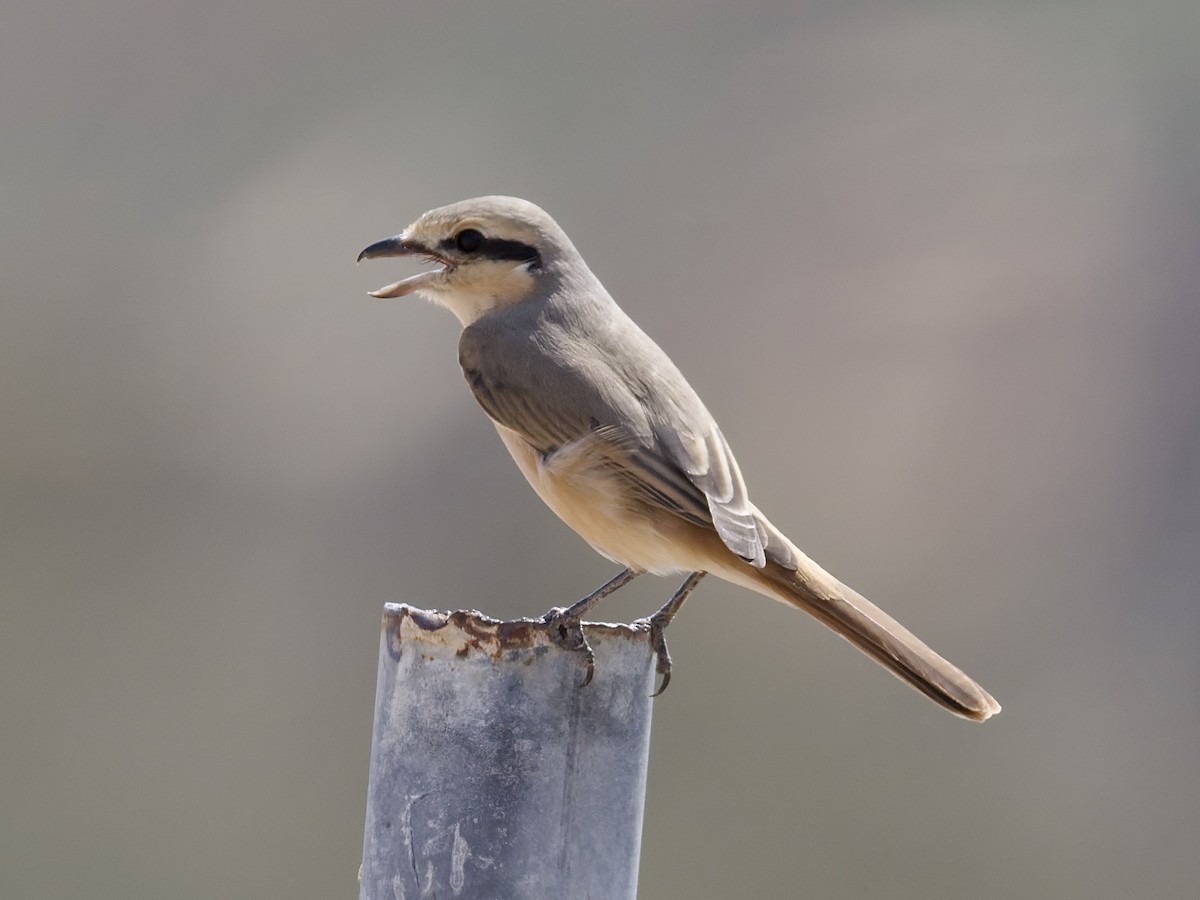 Averla codirossa - ML644515741