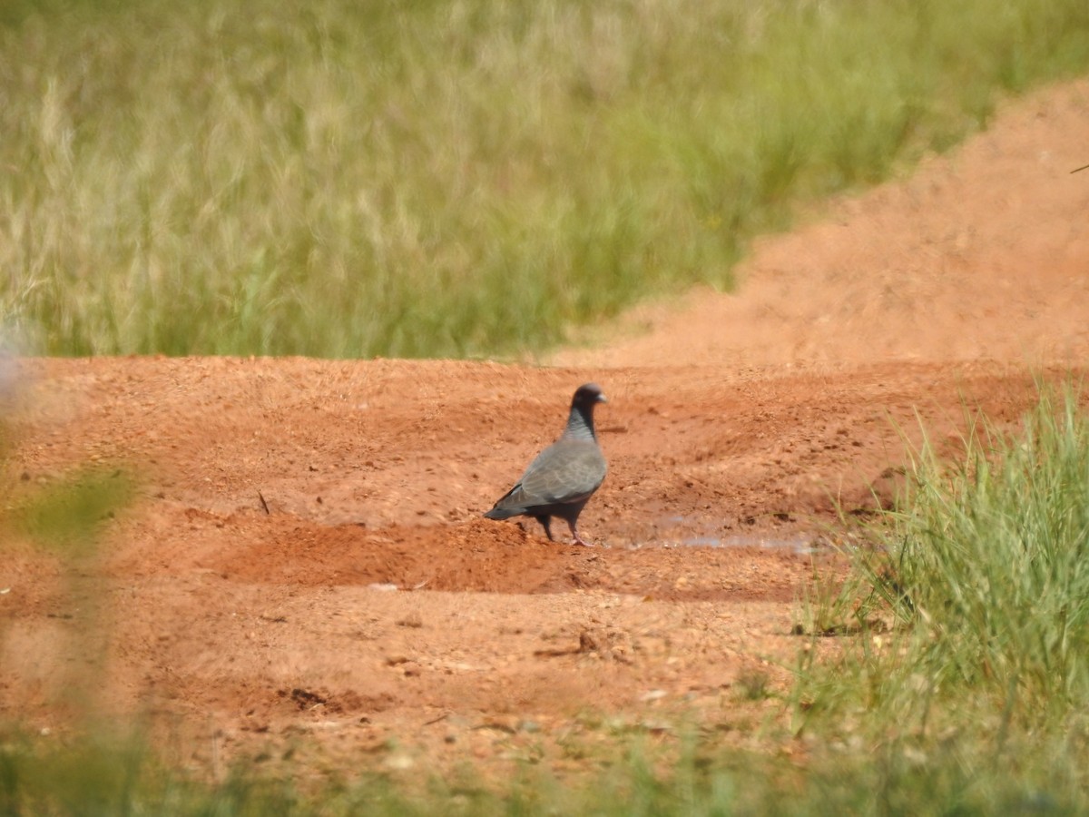 Picazuro Pigeon - ML644515742