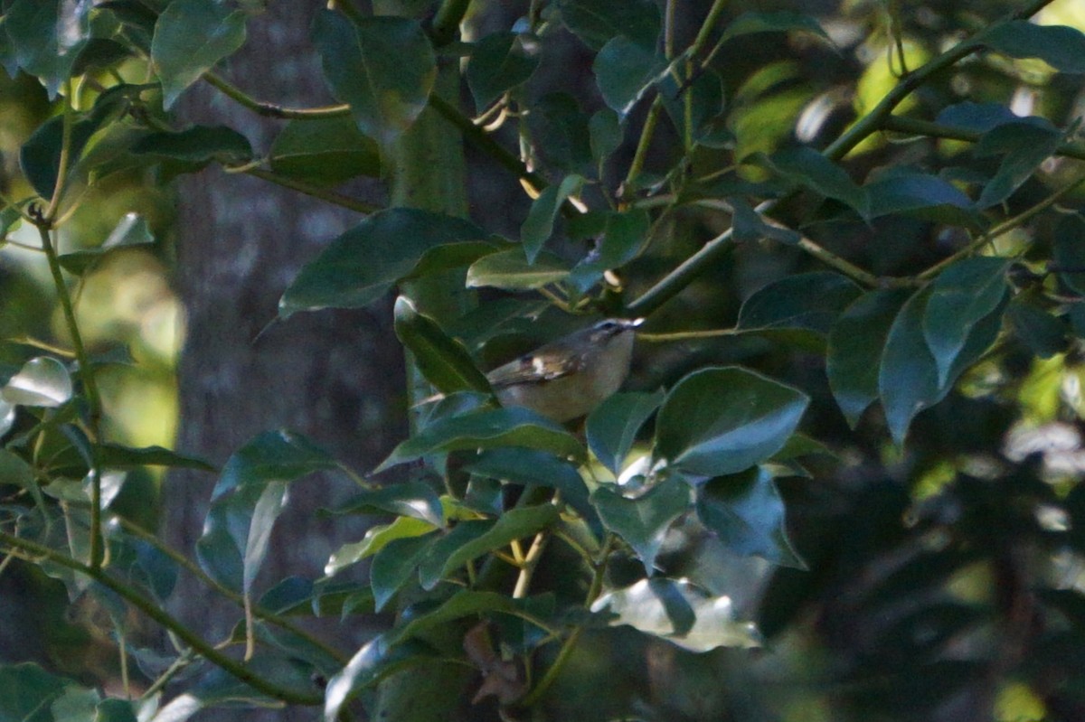 Golden-crowned Kinglet - ML644515744